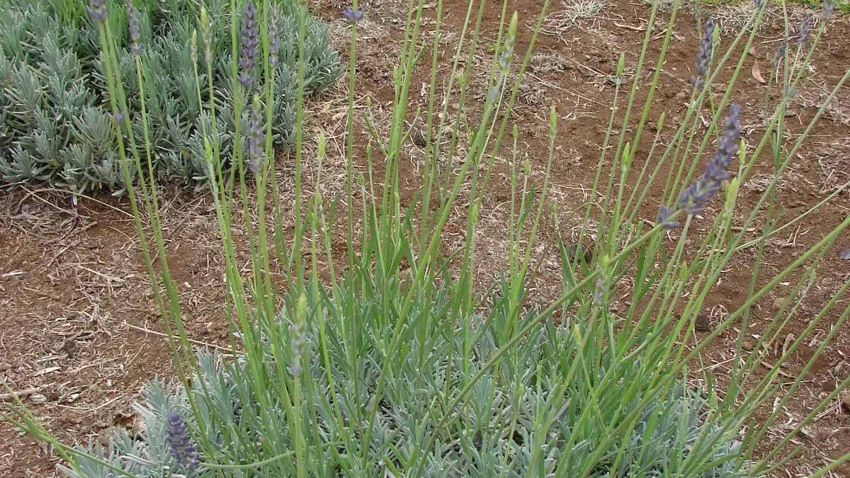 A flowering Lavandula angustifolia plant