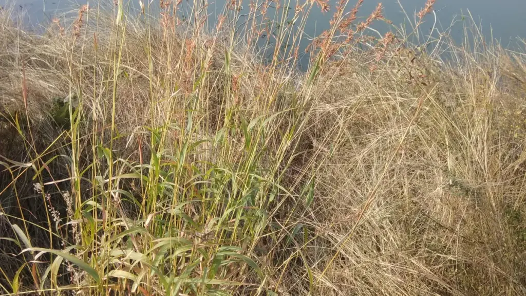 A clump of flowering palmarosa grass growing outdoors