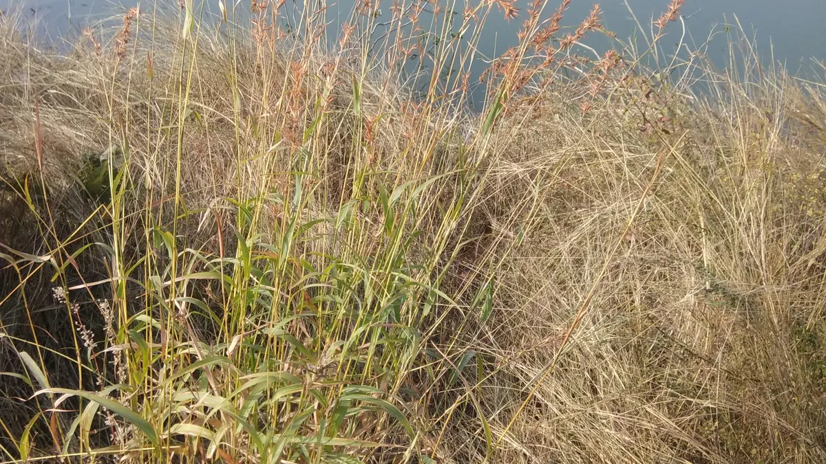A clump of flowering palmarosa grass growing outdoors