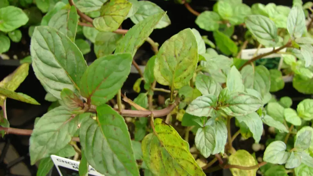 A green peppermint plant, Mentha × piperita