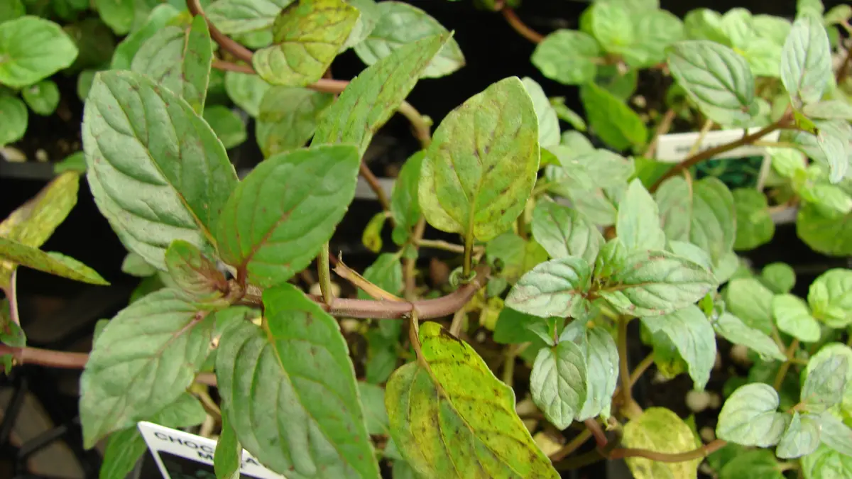 A green peppermint plant, Mentha × piperita