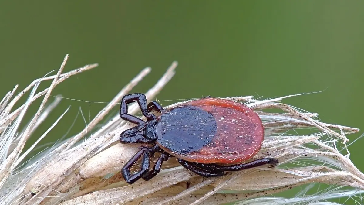 Female Ixodes ricinus tick on a dry grass stem; a tick does not indicate that Lyme disease is present