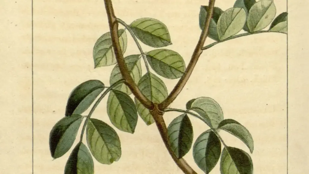 A nineteenth-century botanical illustration of Amyris balsamifera branches and leaves