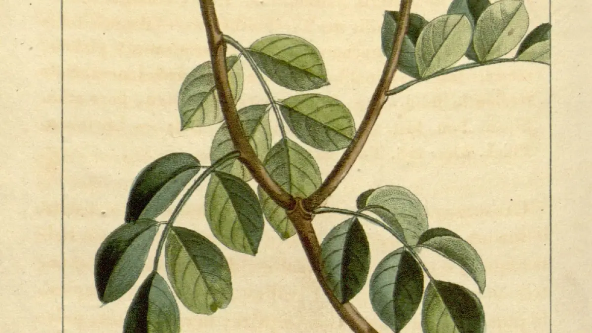 A nineteenth-century botanical illustration of Amyris balsamifera branches and leaves