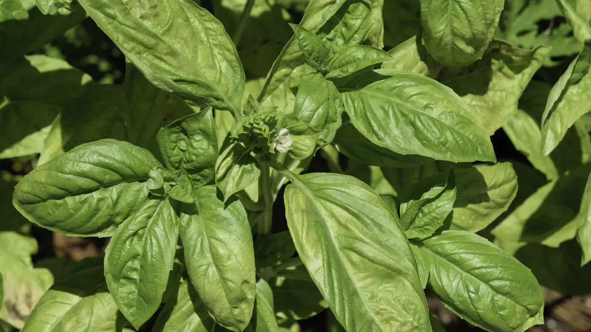 Green leaves and small white flowers of Ocimum basilicum