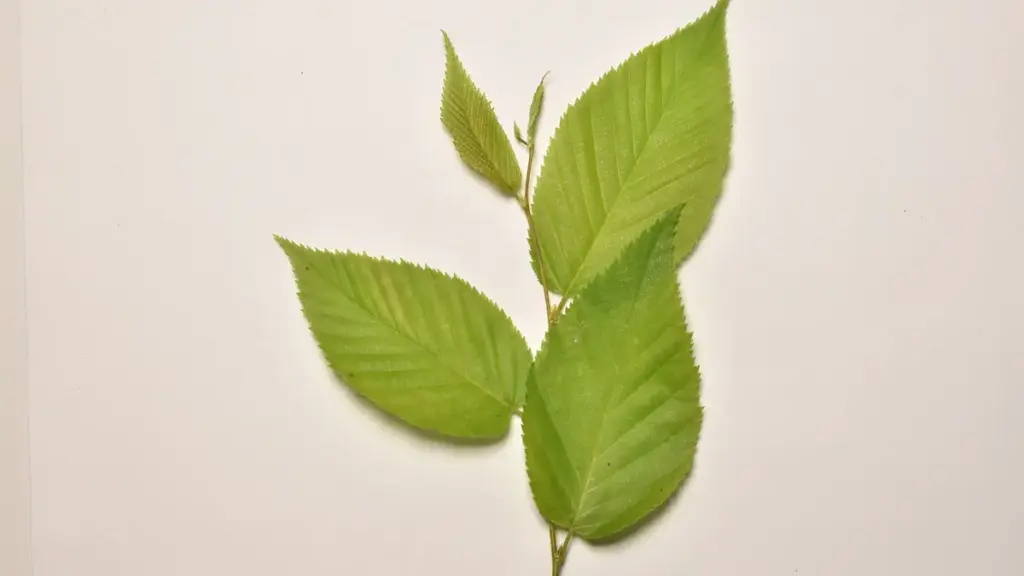 A leafy branch of black or sweet birch, Betula lenta