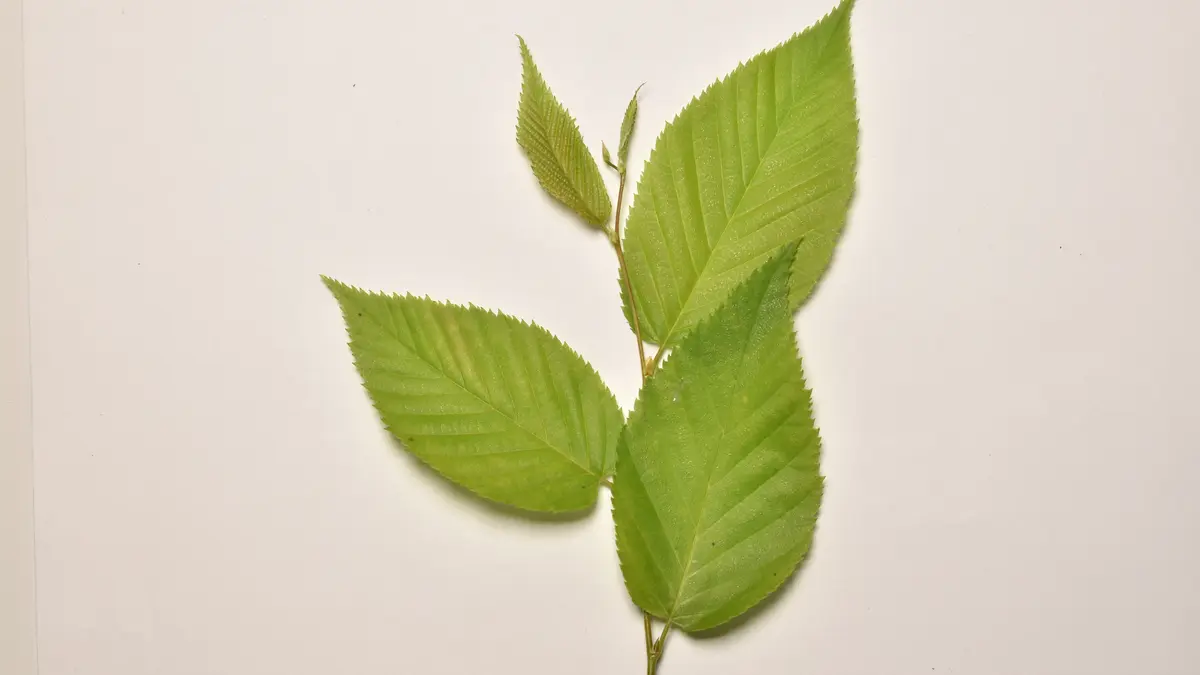A leafy branch of black or sweet birch, Betula lenta
