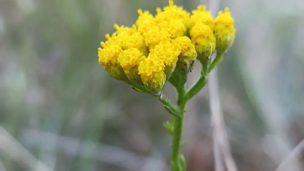 Yellow flower heads of blue tansy, Tanacetum annuum