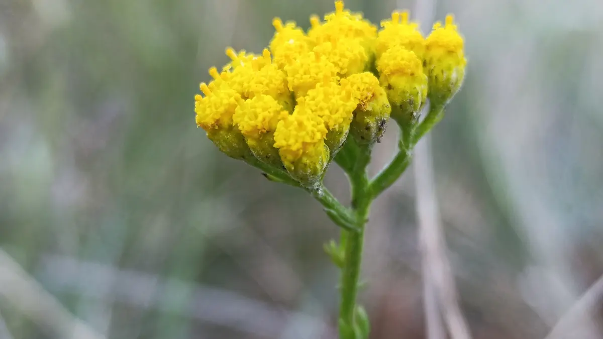 Yellow flower heads of blue tansy, Tanacetum annuum