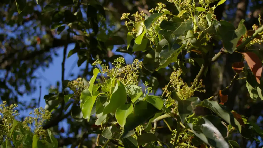 Leaves and flower clusters on a Cinnamomum camphora tree