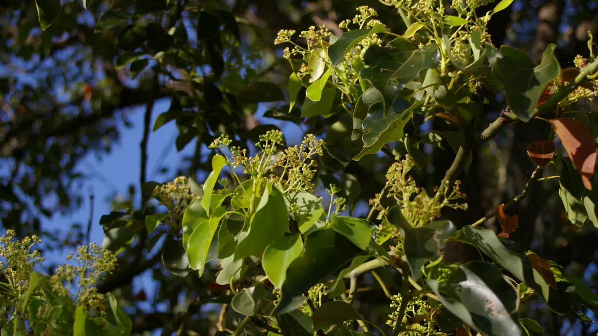 Leaves and flower clusters on a Cinnamomum camphora tree
