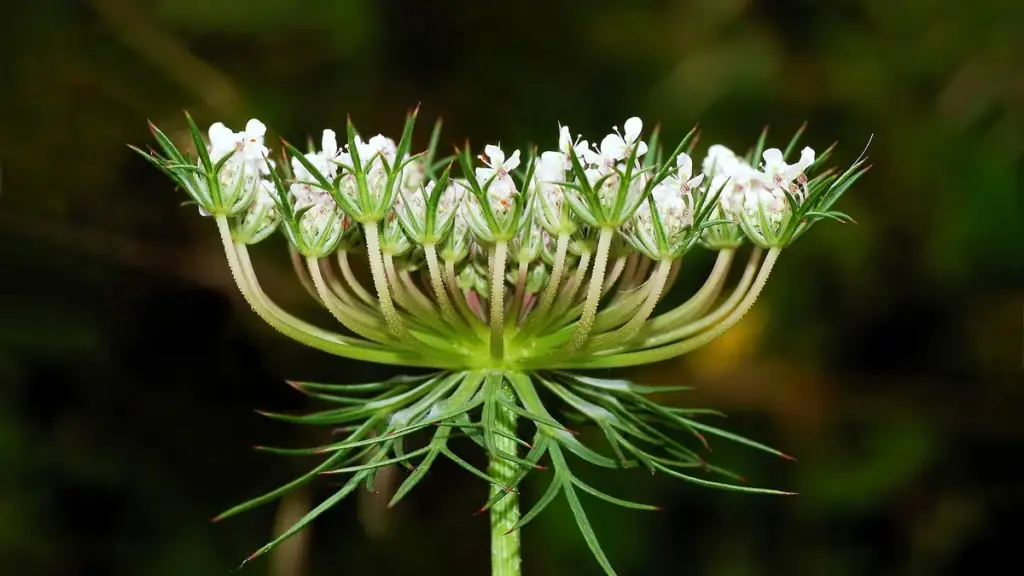 A white flower head of wild carrot, Daucus carota