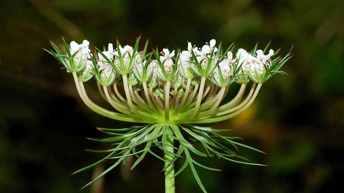 A white flower head of wild carrot, Daucus carota