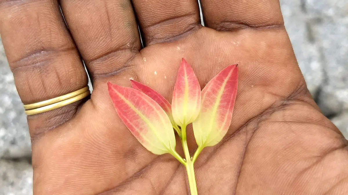 A red and green young leaf from a Cinnamomum verum tree