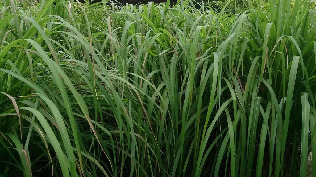 A dense green clump of Cymbopogon nardus citronella grass