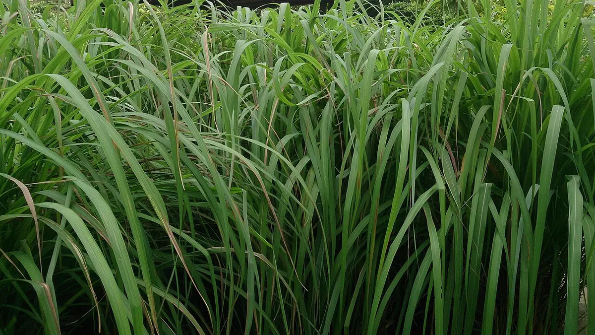 A dense green clump of Cymbopogon nardus citronella grass