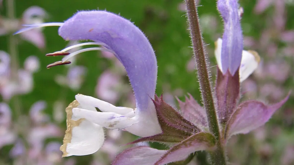 Close view of a pale purple and white Salvia sclarea flower