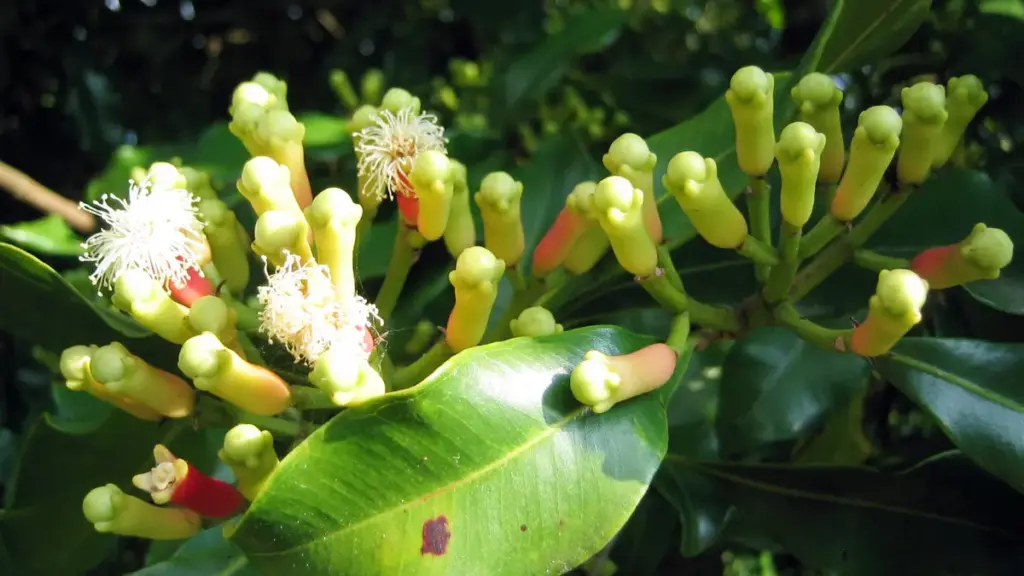 Flower buds of Syzygium aromaticum growing on a clove tree