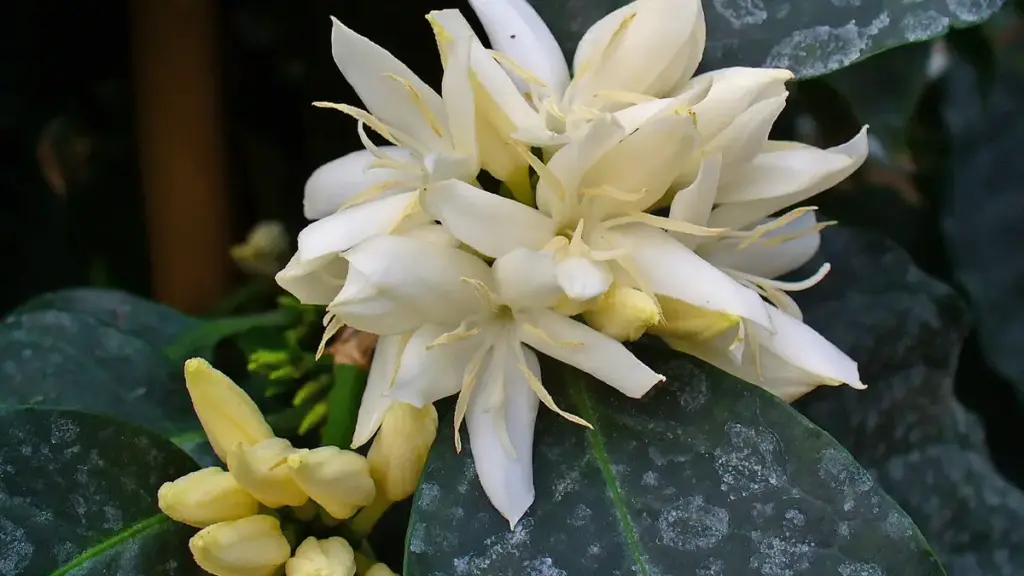 White Coffea arabica flowers among glossy green leaves