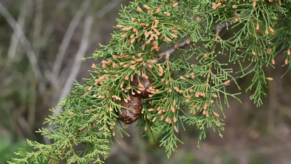 Green foliage and cones of Cupressus sempervirens