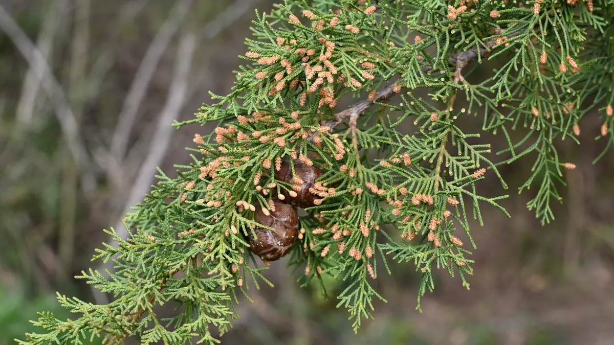 Green foliage and cones of Cupressus sempervirens