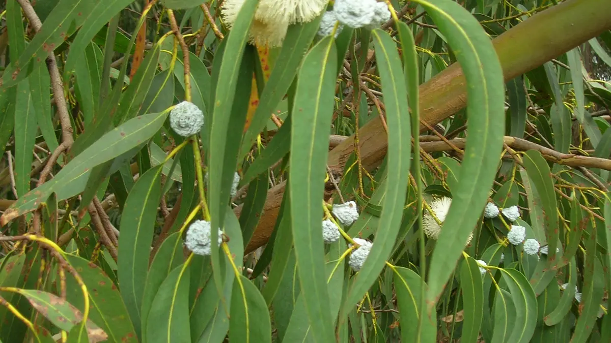 Long eucalyptus leaves and white flower buds on a tree