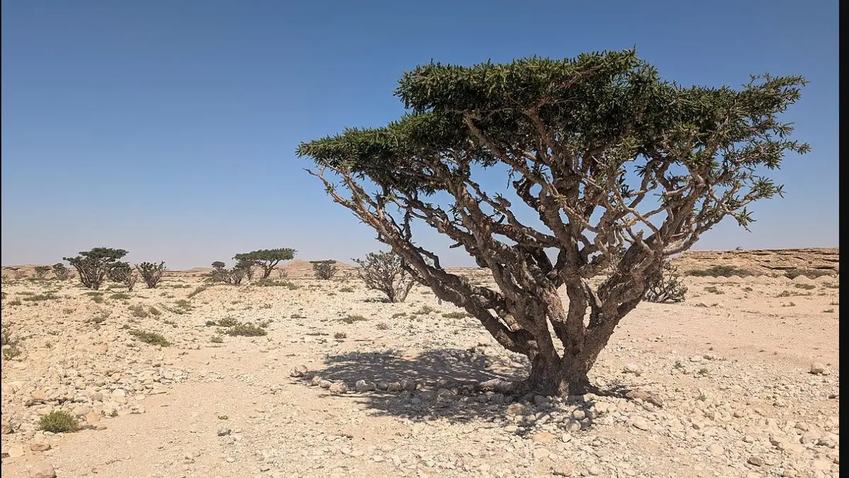 A mature Boswellia sacra tree growing in a botanical collection