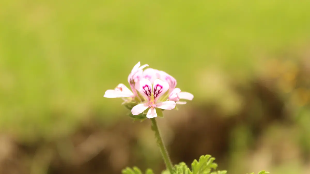 A small pink and white Pelargonium graveolens flower