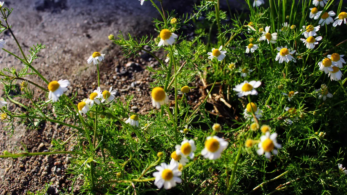 White and yellow German chamomile flowers growing outdoors