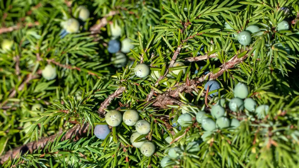 Blue and green berry-like cones on a Juniperus communis branch