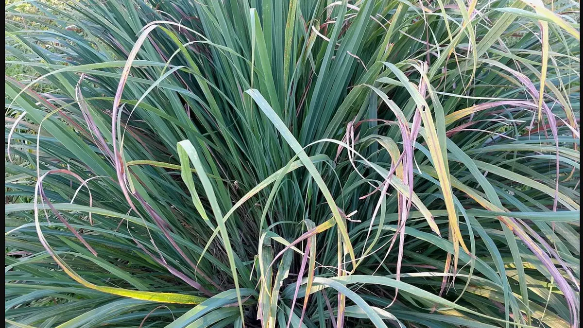 A dense clump of lemongrass growing in a garden