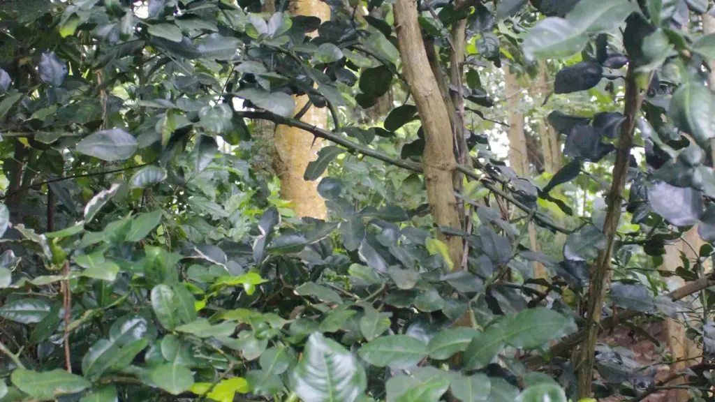 Leaves and branches of a Citrus aurantiifolia lime tree