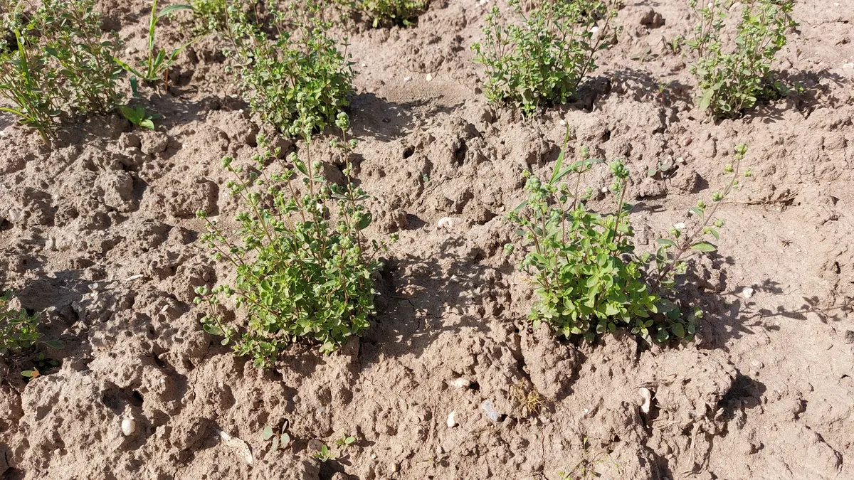 Rows of sweet marjoram plants growing in cultivated soil