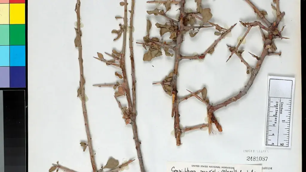 A preserved herbarium specimen of Commiphora myrrha branches