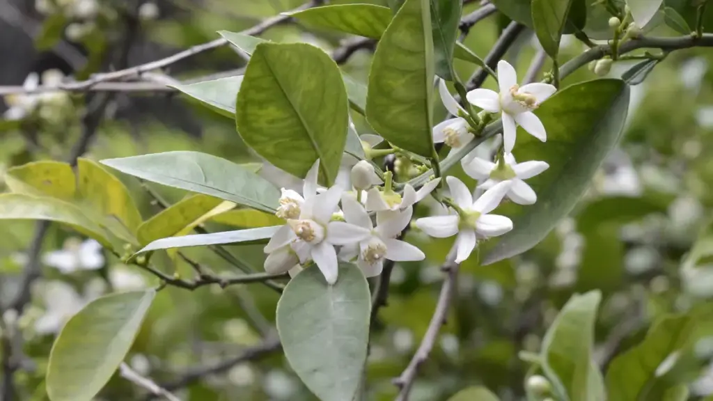 White flowers and green leaves of a bitter-orange tree