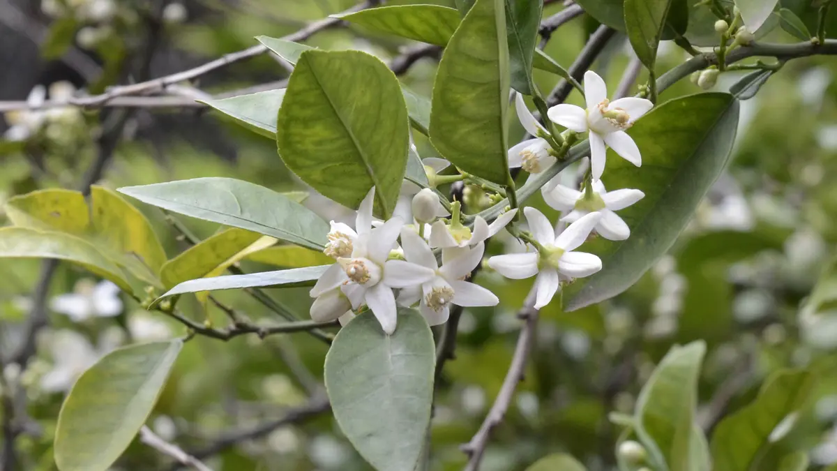 White flowers and green leaves of a bitter-orange tree