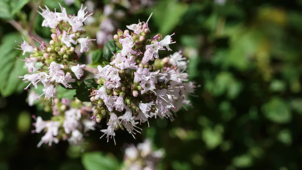 Close view of a pale pink oregano flower head