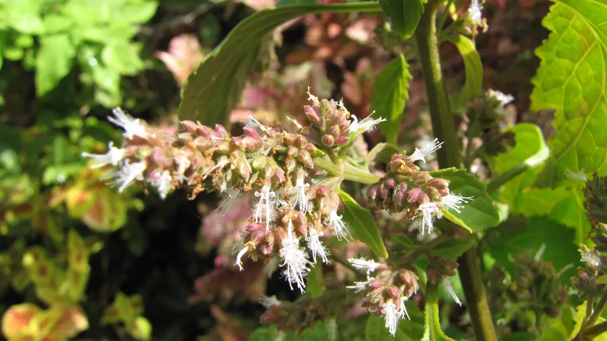 Patchouli flower spikes and green leaves growing outdoors