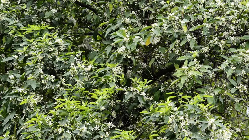 Dense green leaves and branches of a bitter-orange tree