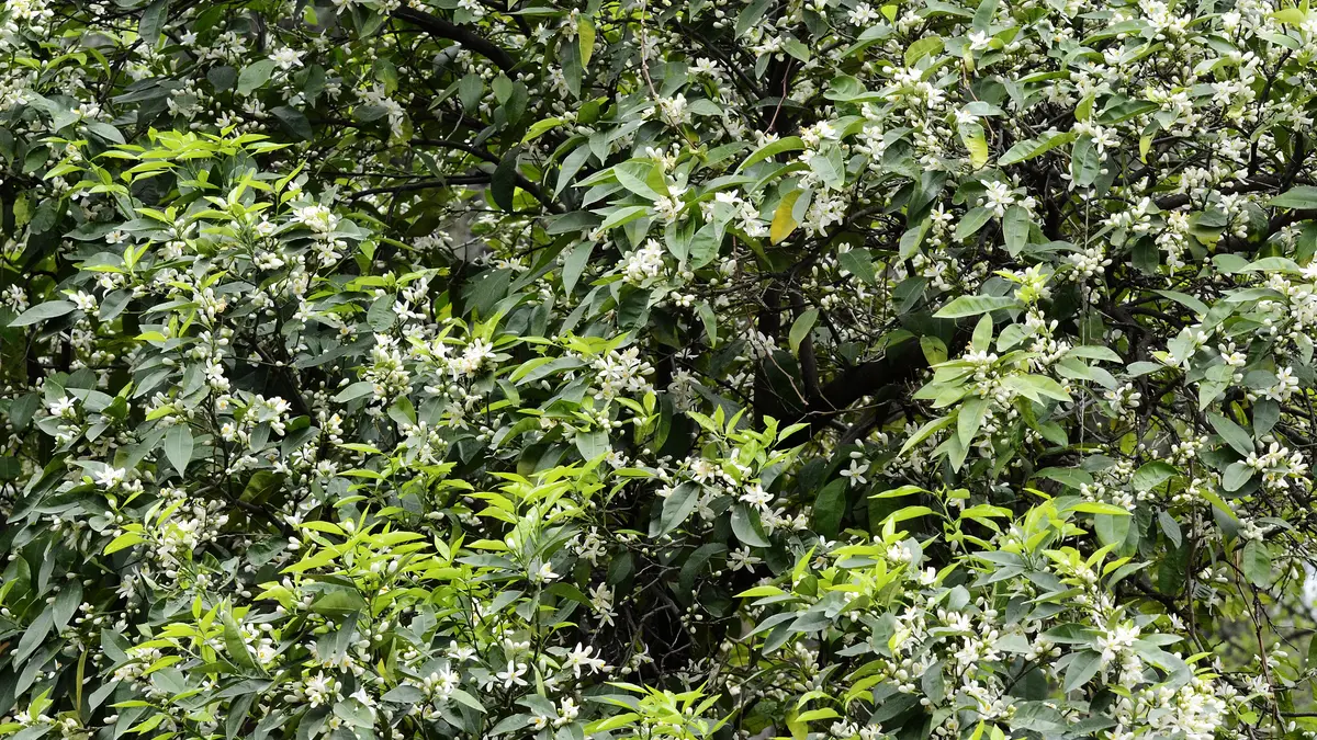 Dense green leaves and branches of a bitter-orange tree