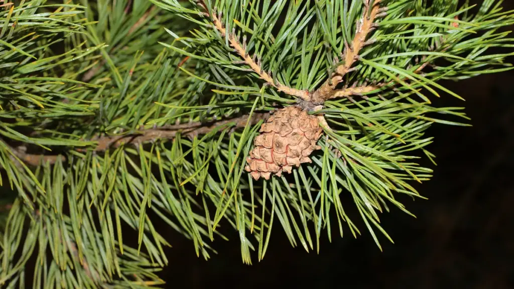 Scots pine needles and a small brown cone on a branch