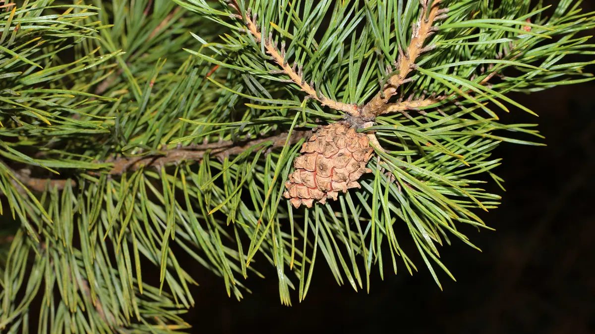 Scots pine needles and a small brown cone on a branch