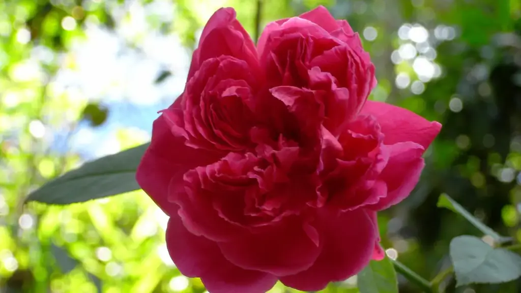 A deep pink Damask rose flower in sunlight
