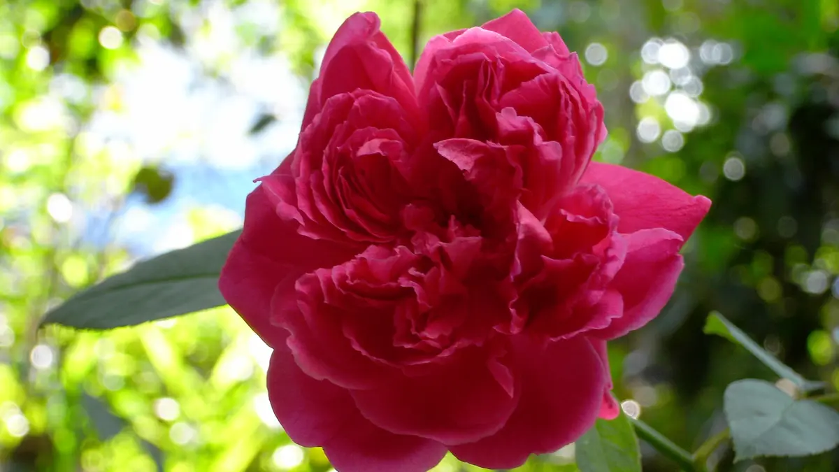A deep pink Damask rose flower in sunlight