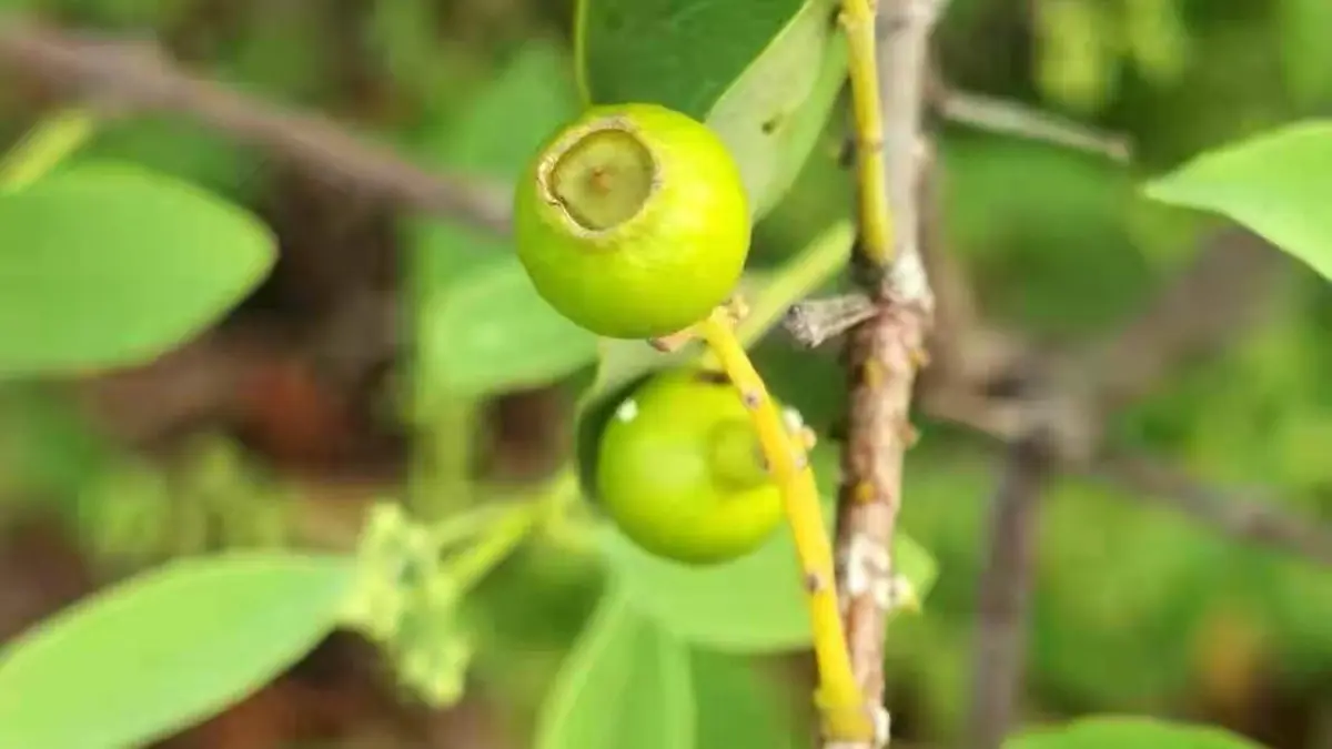 Young fruit and green leaves of an Indian sandalwood tree