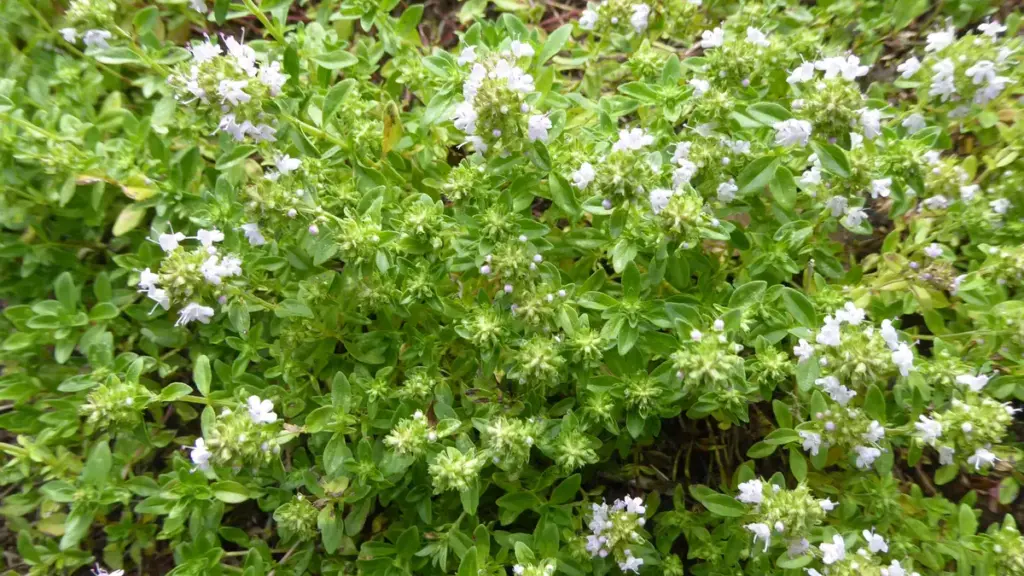 A flowering common thyme plant growing outdoors
