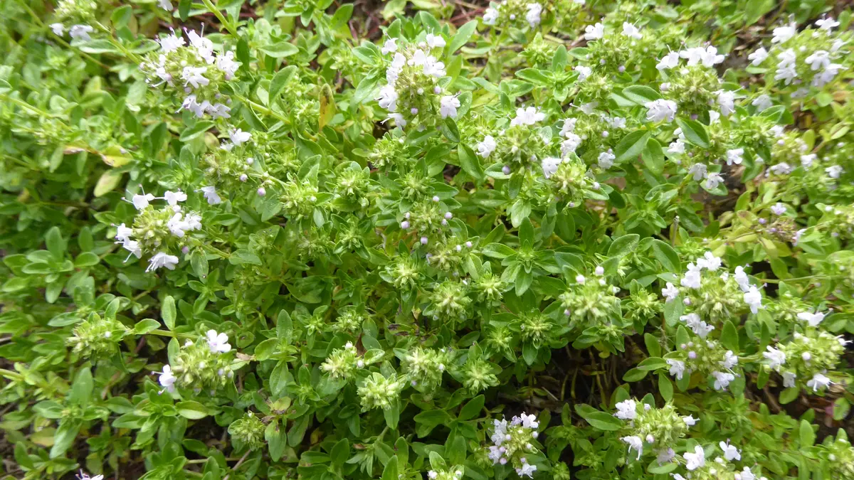 A flowering common thyme plant growing outdoors