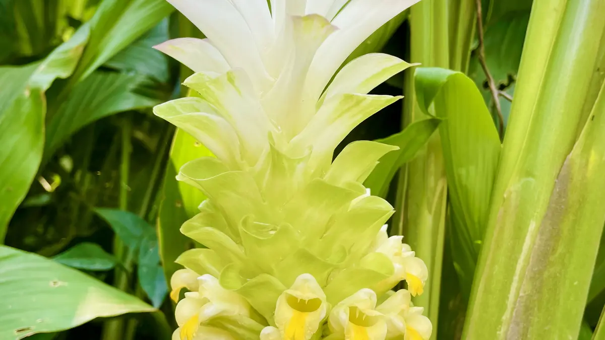 A Curcuma longa inflorescence among green leaves