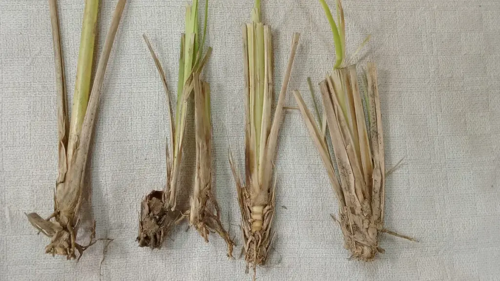 A green vetiver grass sprout with fibrous roots visible