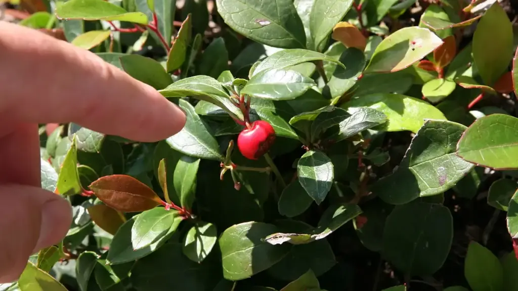 A red American wintergreen berry among glossy green leaves
